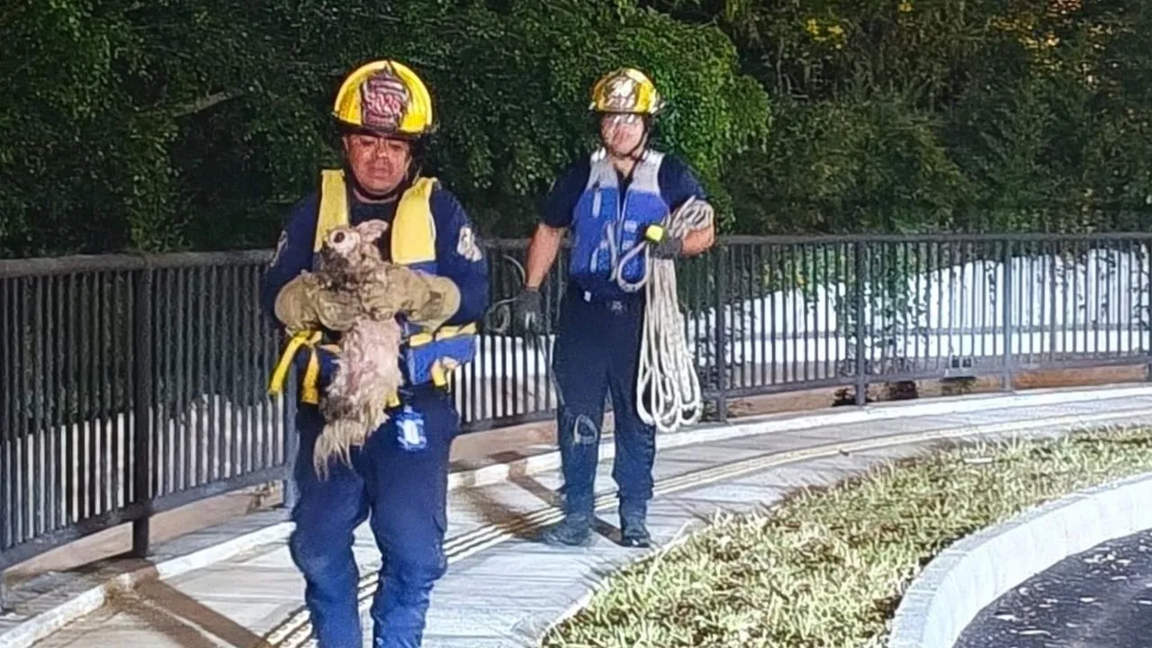 ¡Una historia con final feliz! La perrita Lulú cayó al río Negro y fue rescatada con vida por los Bomberos