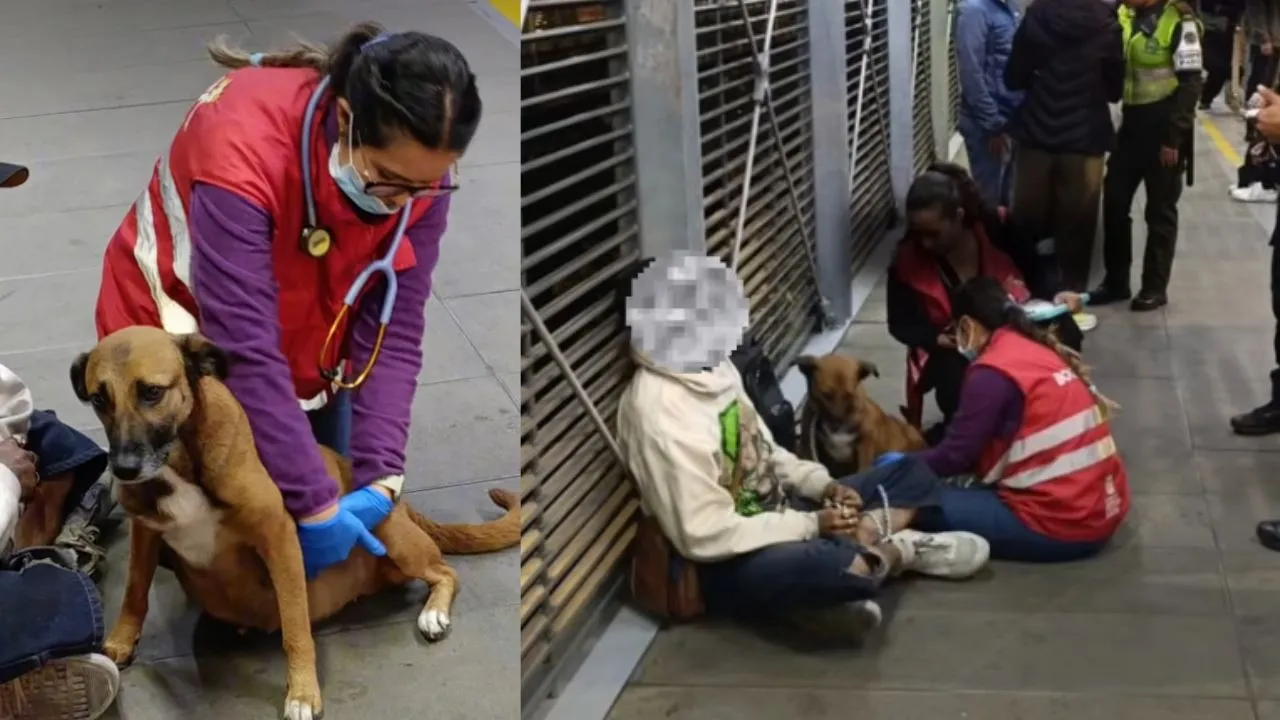 ¡Alerta en TransMilenio! Rescatan a canina que habría sido utilizada para mendicidad en Bogotá