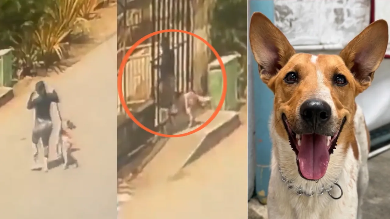 ¡Lo dejó amarrado frente al albergue y se fue! Denuncian presunto abandono de un perrito en La Estrella