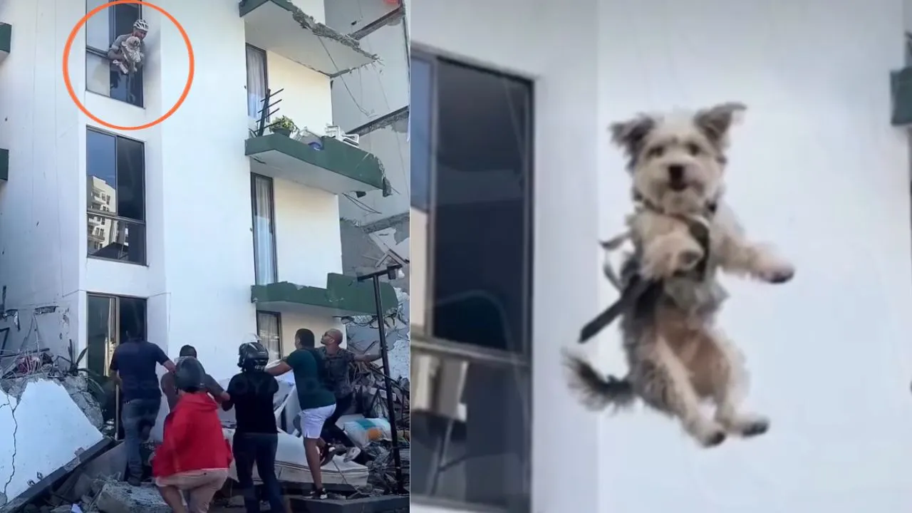 Entre escombros y con las escaleras bloqueadas: así fue el emotivo rescate de un perrito tras el terremoto