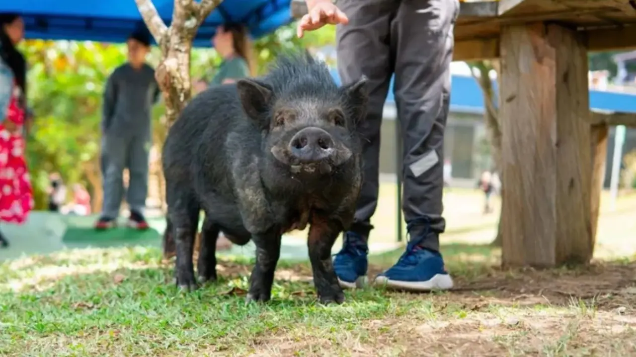 Rescataron a este minipig en malas condiciones y ahora vive en un colegio en Medellín