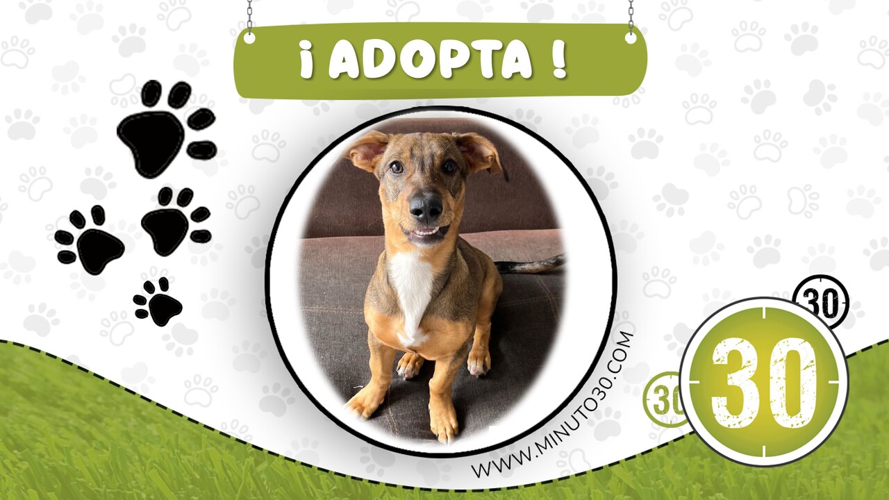 ¡Necesita una segunda oportunidad! Cachorrito abandonado y herido busca una familia amorosa 1 adopta cachorro