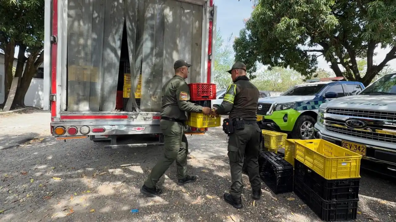¡Camuflaban 600 kilos de cocaína entre pescado! Policía frustró millonario cargamento en Huila 3 ¡Camuflaban 600 kilos de cocaína entre pescado! Policía frustró millonario cargamento en Huila