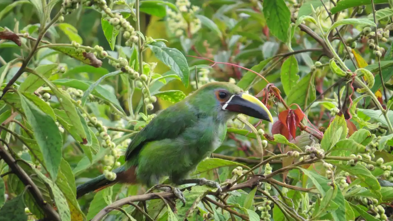 EPM revela datos sobre 245 especies de fauna silvestre monitoreadas en sus cuencas 2 EPM revela datos sobre 245 especies de fauna silvestre monitoreadas en sus cuencas