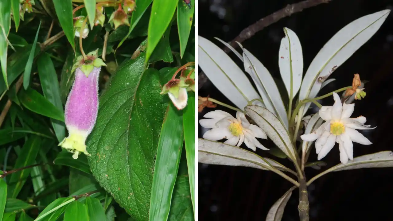 EPM revela datos sobre 245 especies de fauna silvestre monitoreadas en sus cuencas 3 EPM revela datos sobre 245 especies de fauna silvestre monitoreadas en sus cuencas
