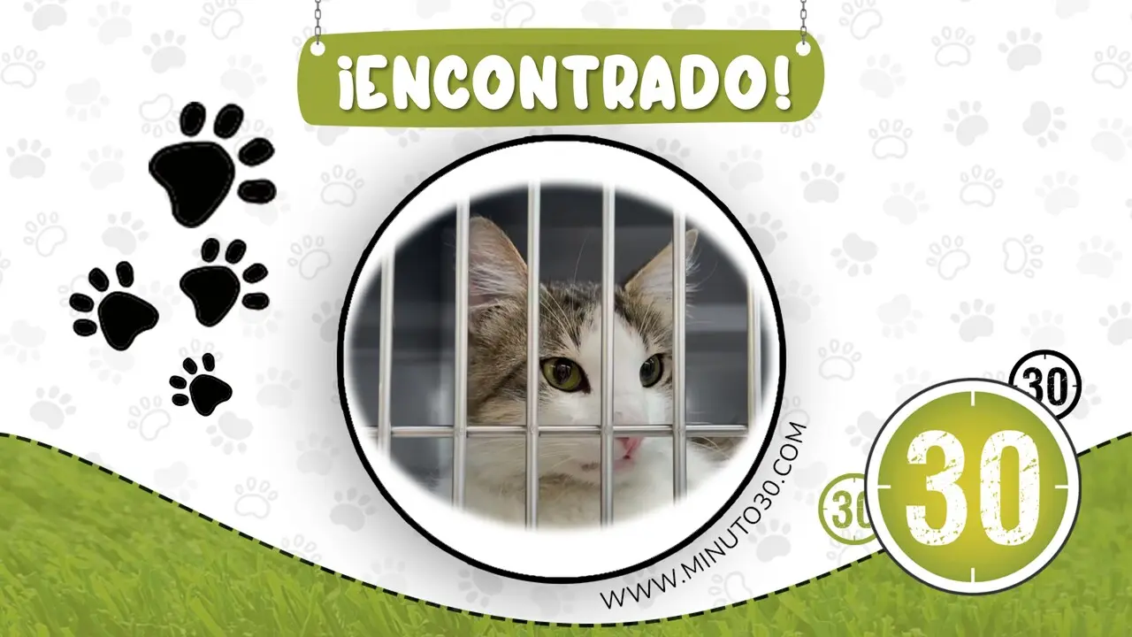 gatico la america