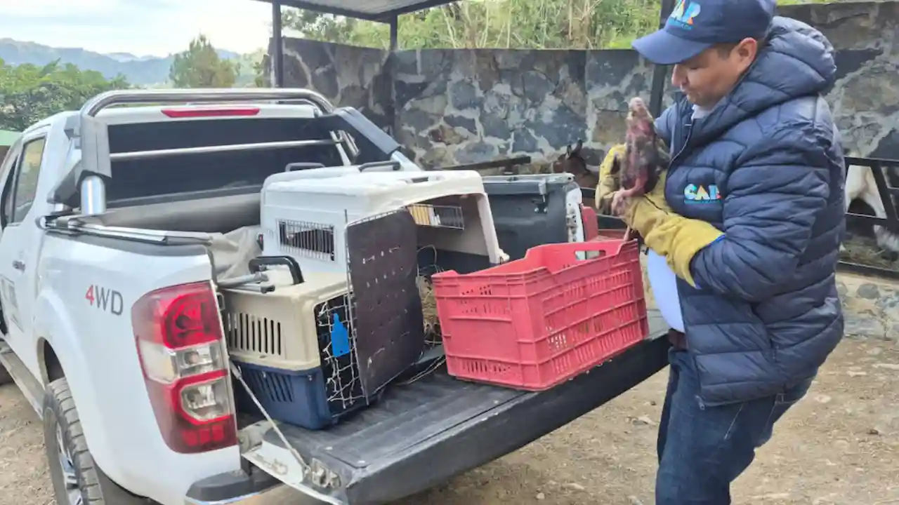 Incendios en Cundinamarca dejan ocho animales silvestres afectados y tres muertos 2 Incendios en Cundinamarca dejan ocho animales silvestres afectados y tres muertos