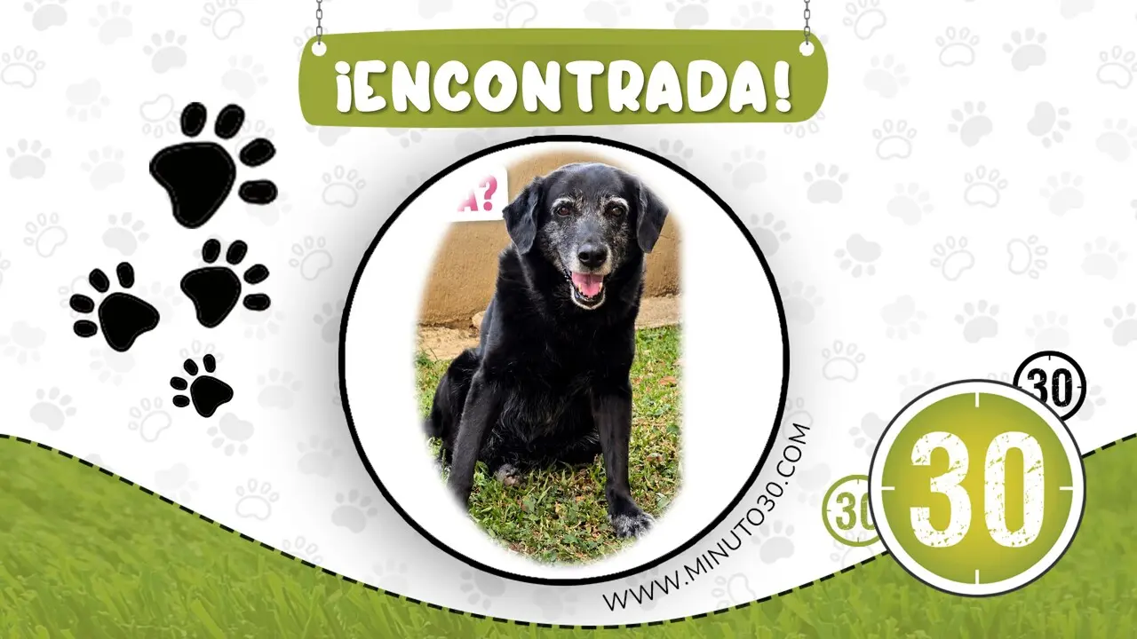 ¿Se le olvido la perrita en la Autopista Norte? Esta viejita espera a su familia 1 perrita abandonada en la autopista