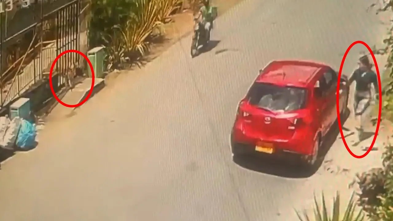 ¡Indignante! Cámara capta a mujer abandonando a un perrito a pleno sol a las afueras de la perrera de La Estrella 2 Mujer abandona a un perrito en La Estrella y en video quedó. Cortesía