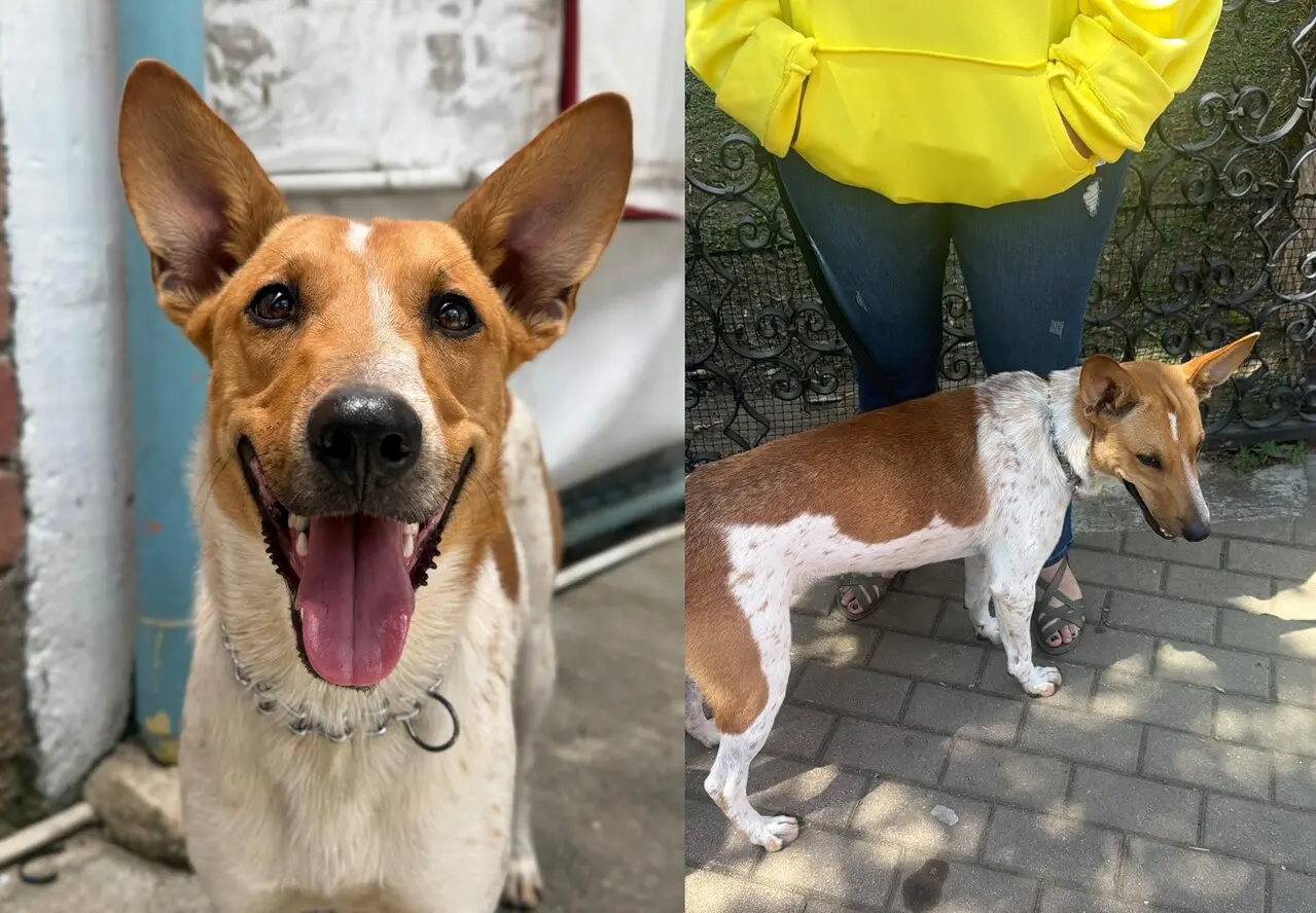 ¡Indignante! Cámara capta a mujer abandonando a un perrito a pleno sol a las afueras de la perrera de La Estrella 4 perrito abandono4