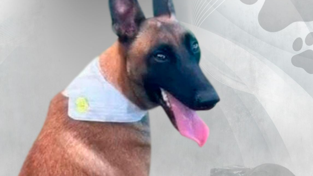 Drones con explosivos del ELN dejan tres soldados heridos y matan a perro militar en Chocó
