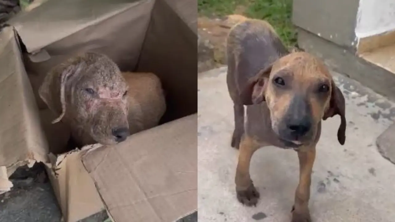 Estaba en 'huesitos' y sin esperanza: así luce hoy el perro rescatado por policías en Yolombó, Antioquia