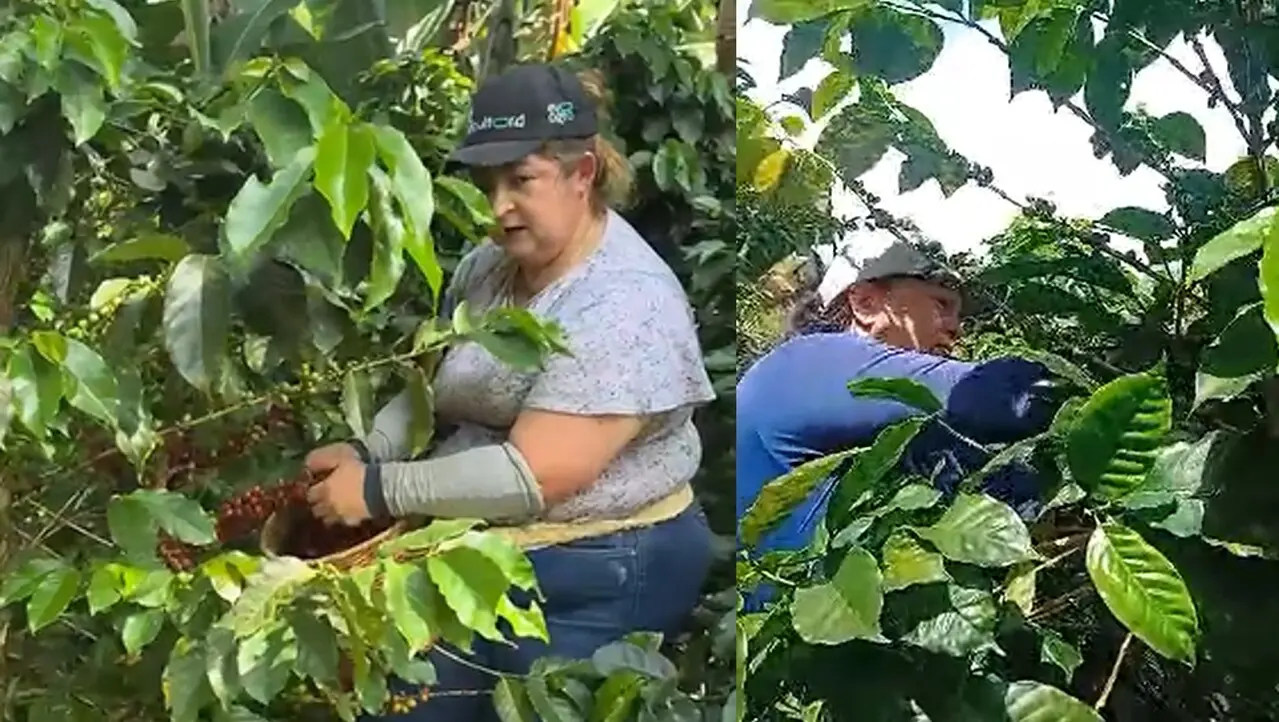 Luz Dinency y Flavia Nelsy asumen el reto de ser la primera plancha conformada por mujeres en el Comité Departamental de Cafeteros: En el oriente vota por la Plancha 2