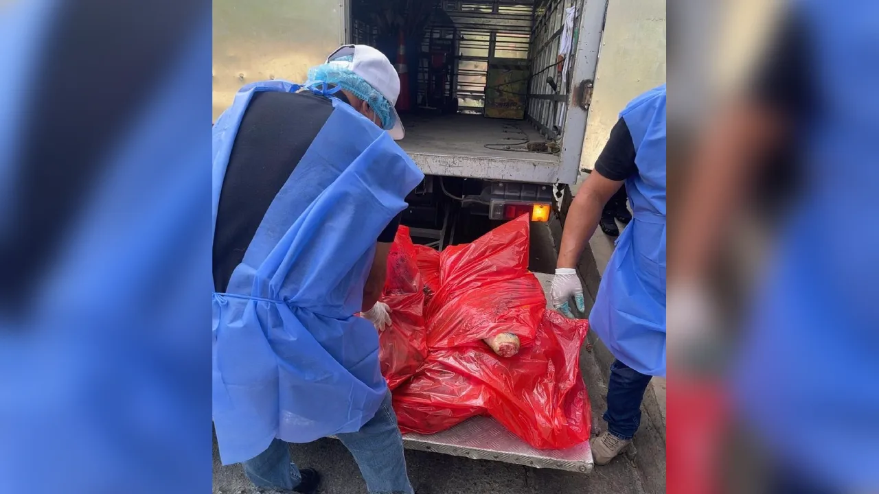 ¡Alerta en Bello! Decomisan más de una tonelada de carne de cerdo no apta para el consumo 3 1 Decomisan mas de una tonelada de carne de cerdo