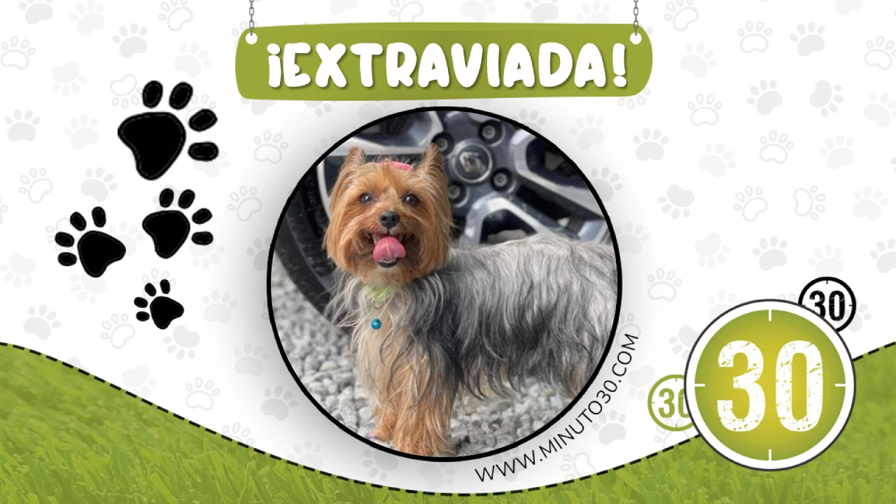 1 MASCOTA Chanel se perdio en Buenos Aires