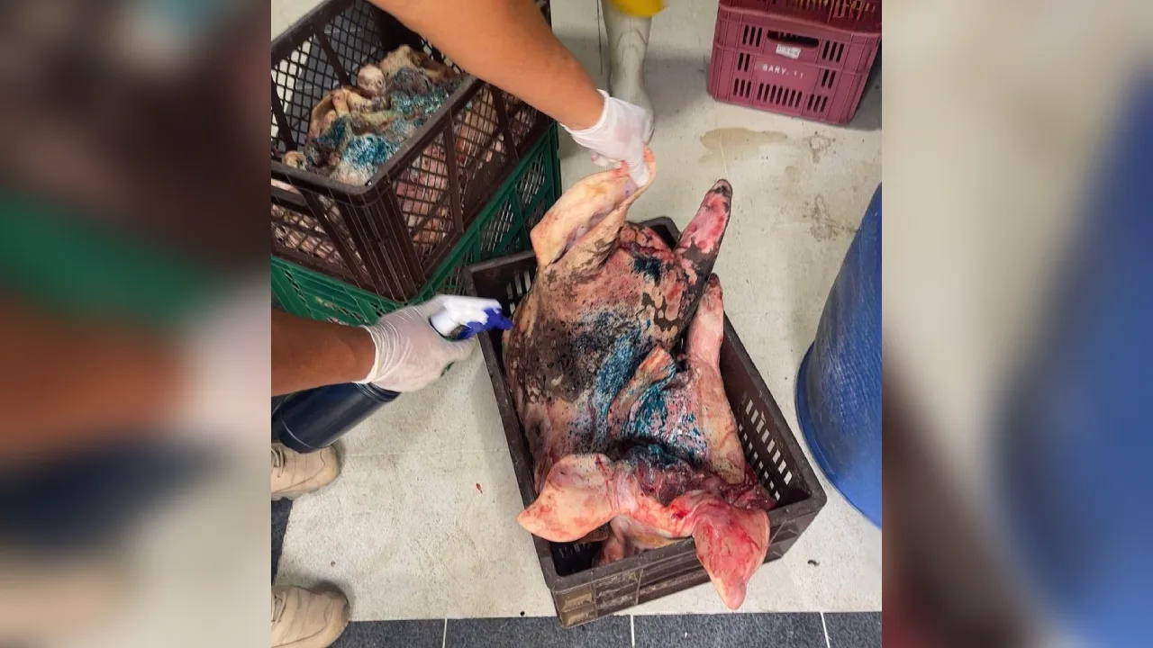 ¡Alerta en Bello! Decomisan más de una tonelada de carne de cerdo no apta para el consumo 2 2 Decomisan mas de una tonelada de carne de cerdo