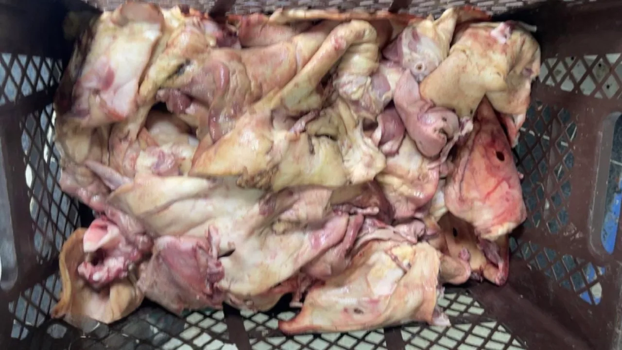 ¡Alerta en Bello! Decomisan más de una tonelada de carne de cerdo no apta para el consumo 1 4 Decomisan mas de una tonelada de carne de cerdo
