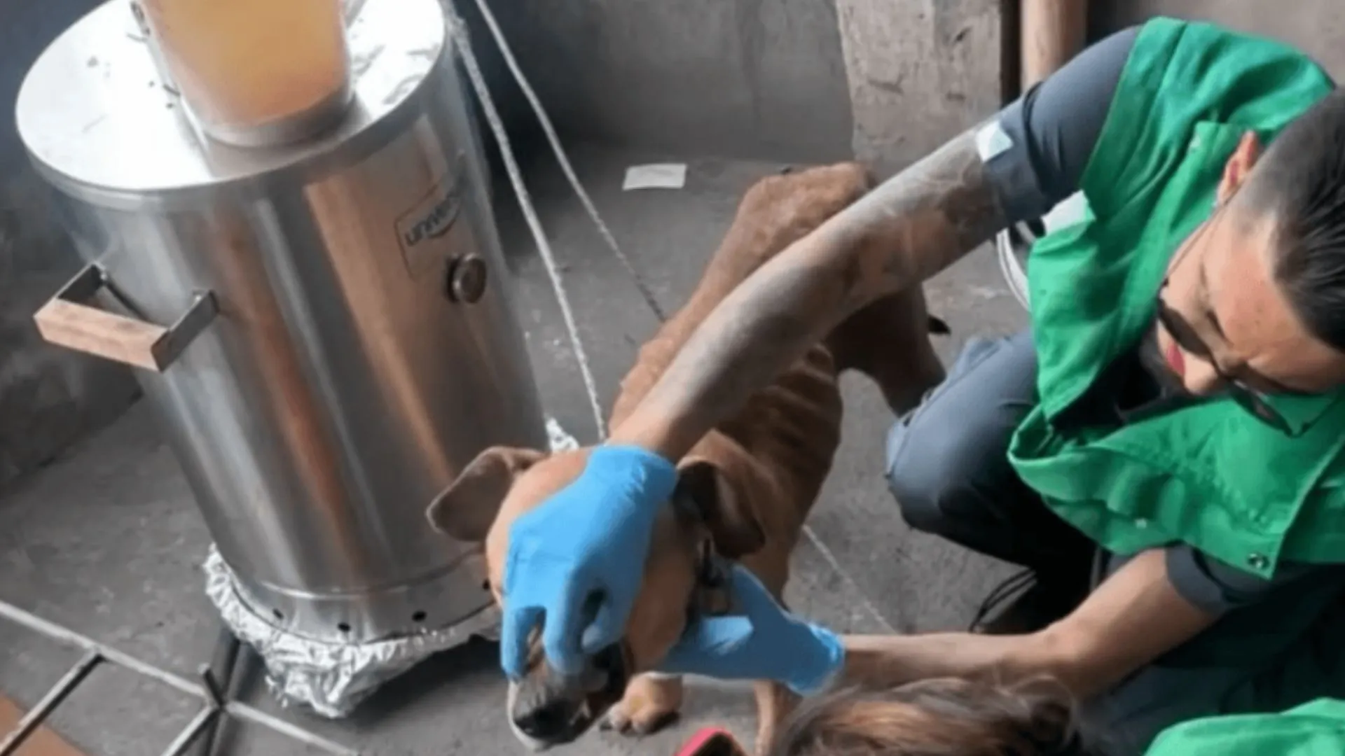 ¡Entre cadenas y refugios improvisados! Rescatan nueve animales por presunto maltrato en Bogotá