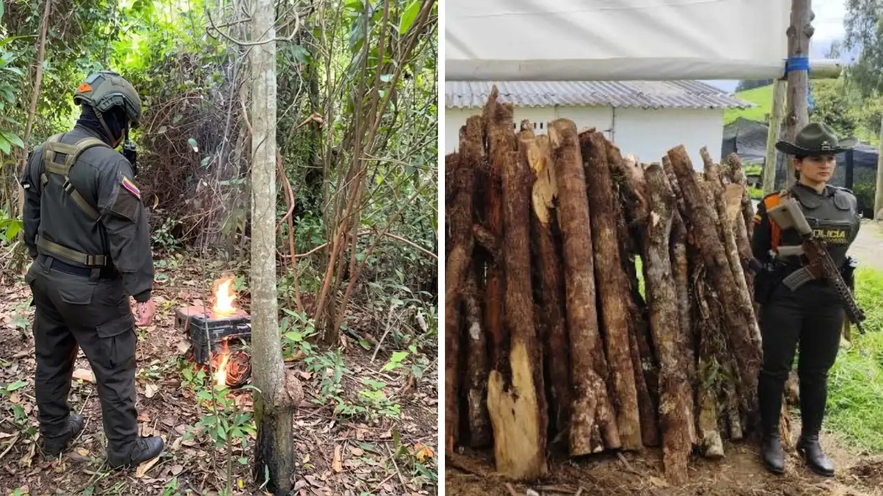 Operativos ambientales dejan madera, fauna y 61 animales incautados en Antioquia 3 Operativos ambientales dejan madera, fauna y 61 animales incautados en Antioquia