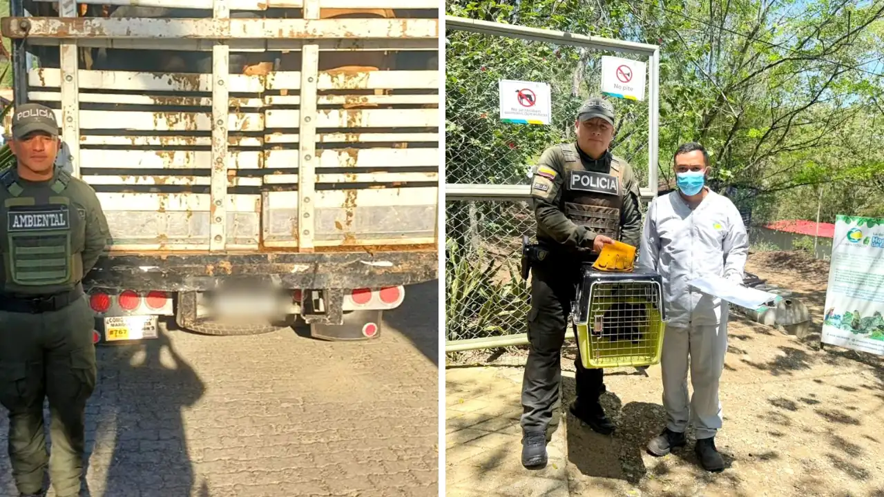 Operativos ambientales dejan madera, fauna y 61 animales incautados en Antioquia 2 Operativos ambientales dejan madera, fauna y 61 animales incautados en Antioquia