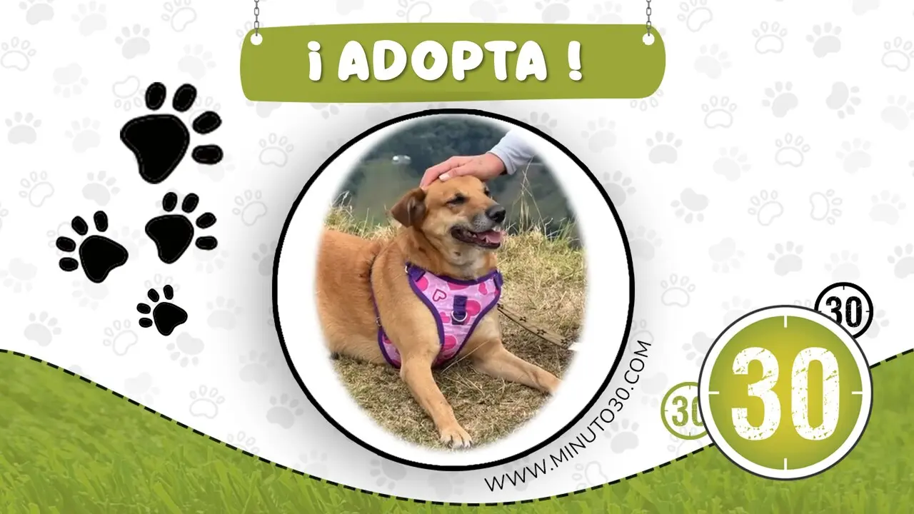 Adopta a Dulcinea, solo busca una mano amiga que la quiera consentir 1 adopta dulcinea