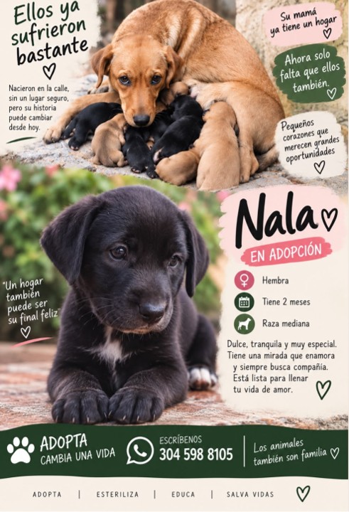 Max, Simón, Nala o Luna te esperan: conoce a los cuatro cachorritos que buscan una segunda oportunidad ¡Adopta, no compres! 4 adopta nala