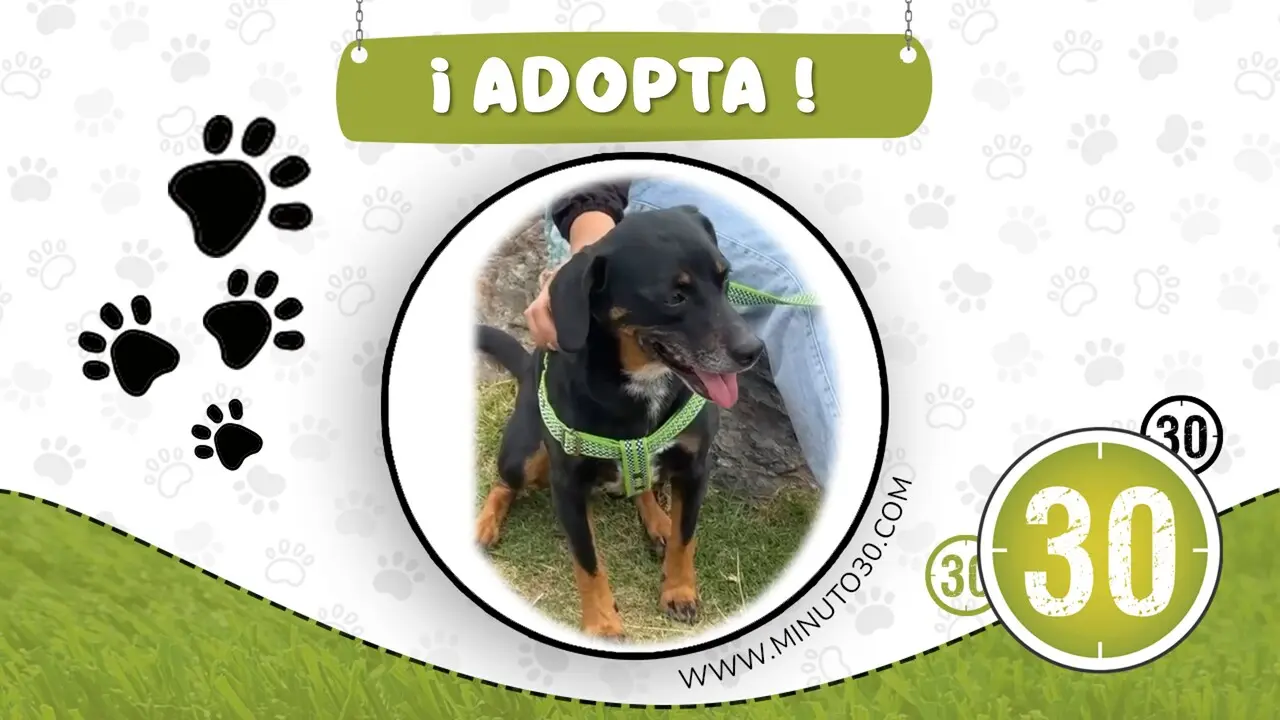 Dale una segunda oportunidad: Niño, un perrito de un año, busca un hogar definitivo