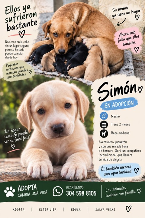 Max, Simón, Nala o Luna te esperan: conoce a los cuatro cachorritos que buscan una segunda oportunidad ¡Adopta, no compres! 3 adopta simon
