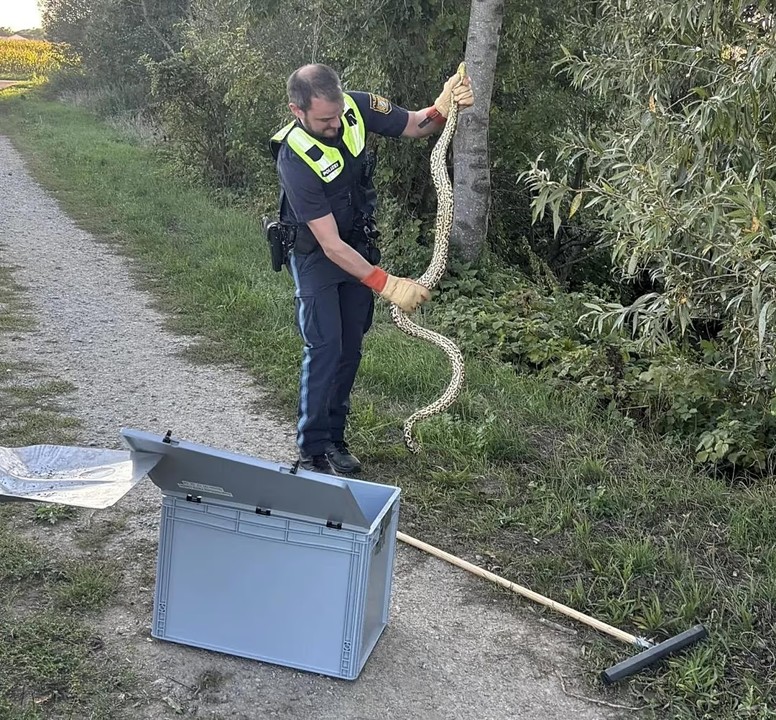¡Sola, a orillas del Danubio! Hallan una anaconda «bebé» en Alemania ¿de dónde salió «la suramericana»? 2 anaconda en alemania