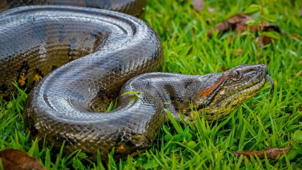 anaconda
