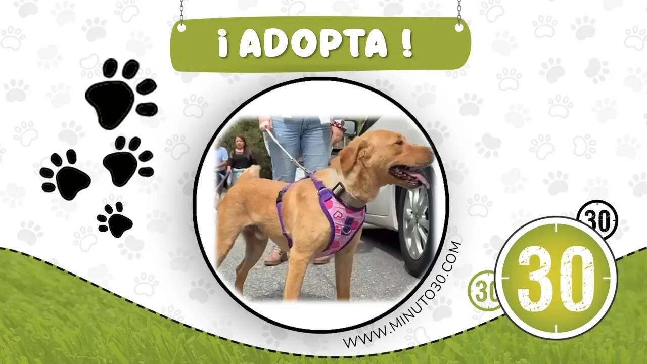En busca de un hogar: «Benito», un carismático perrito que espera por una adopción responsable 1 benito adopta