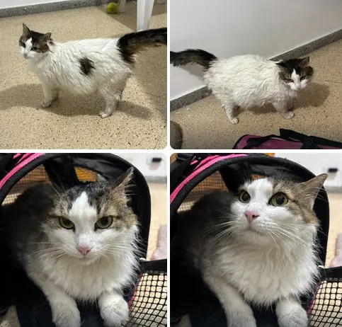 ¡Rescate en medio del aguacero! Bomberos y comunidad salvan a gatita embarazada de un techo en La Estrella: se busca a su familia o quien la adopte 2 gata embarazada la estrella
