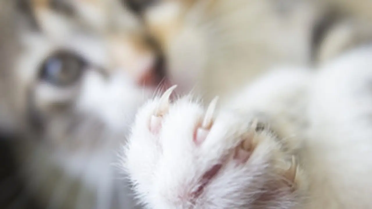 gaticas huelas de gato mascotas