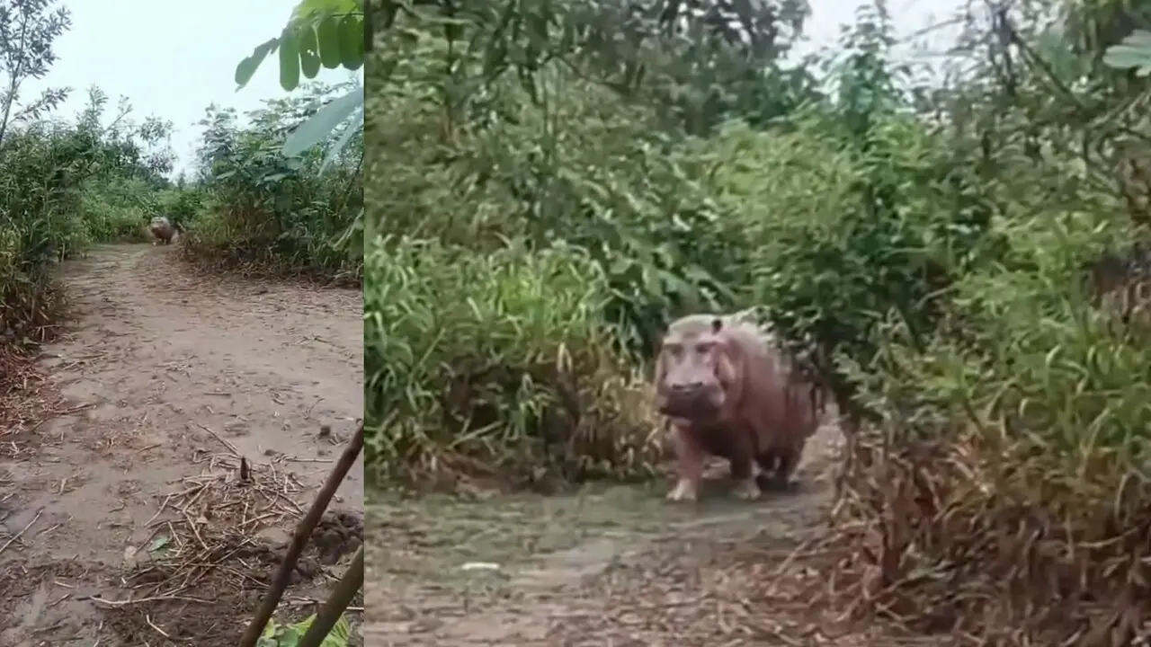 ¡El susto del año!: Habitante de Puerto Boyacá se encontró en la trocha con «Pepe» el hipopótamo 1 El susto del año fue el que vivió un habitante de Puerto Boyacá, cuando se encontró de ferente con pepe, el hipopótamo