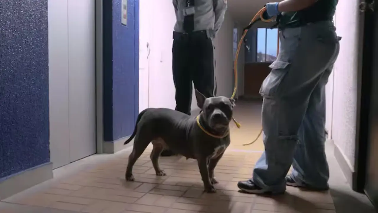 ¡Se los llevaron! Retiran dos perros de una vivienda en Bello tras ausencia de su dueño en audiencia