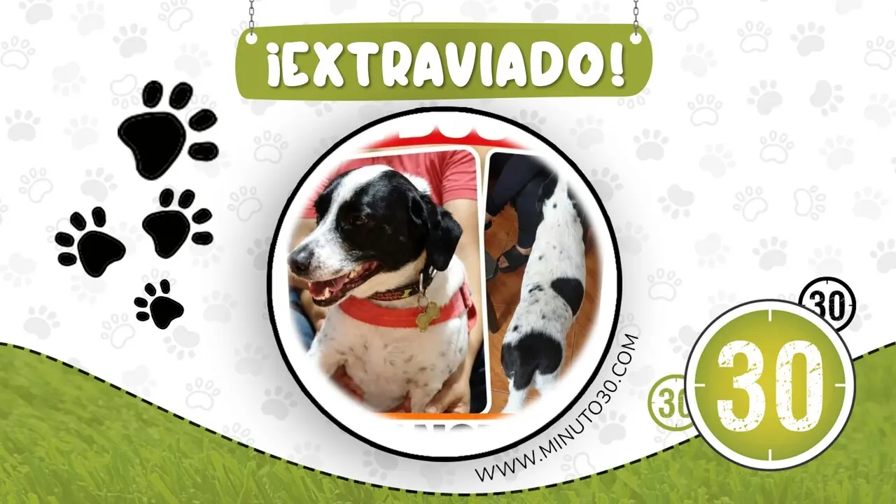 Familia busca desesperadamente a «Manchas», perrito perdido en Niquía