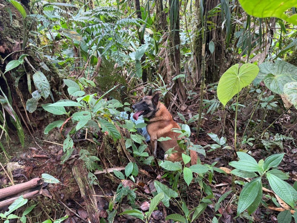¡Disidencias pretendían atentar contra la población y la fuerza pública! Les destruyeron cincuenta y cinco artefactos explosivos en Cauca 2 operativo cauca3