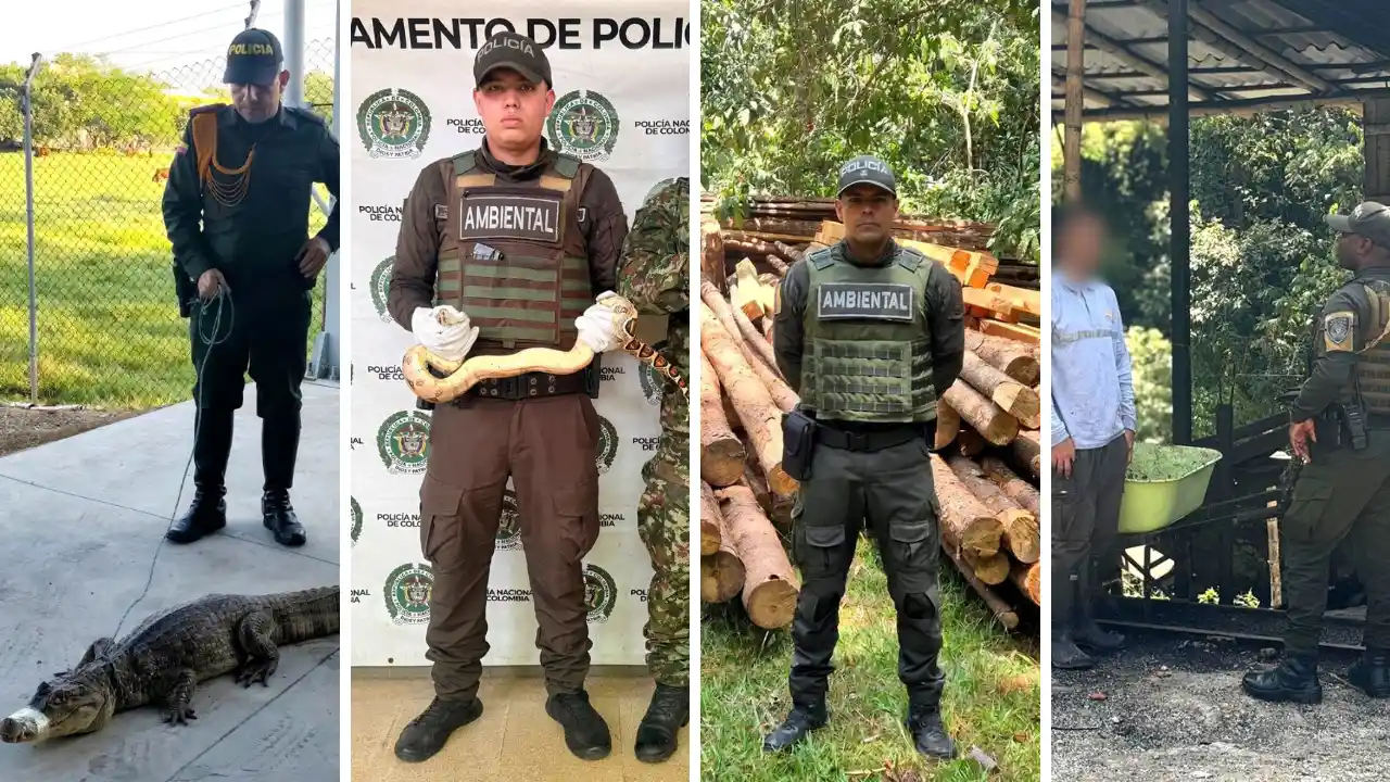 Desmantelan mina clandestina y rescatan animales silvestres en Antioquia 2 Desmantelan mina clandestina y rescatan animales silvestres en Antioquia