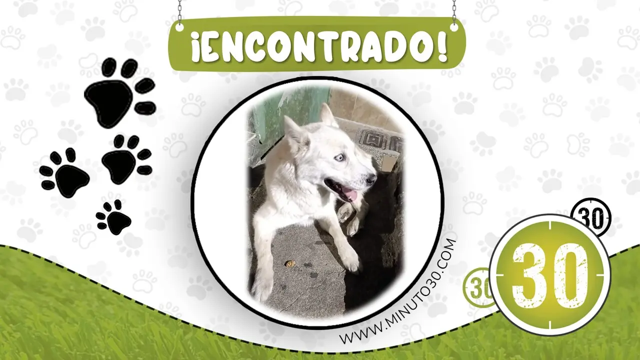 perrito encontrado en manrique
