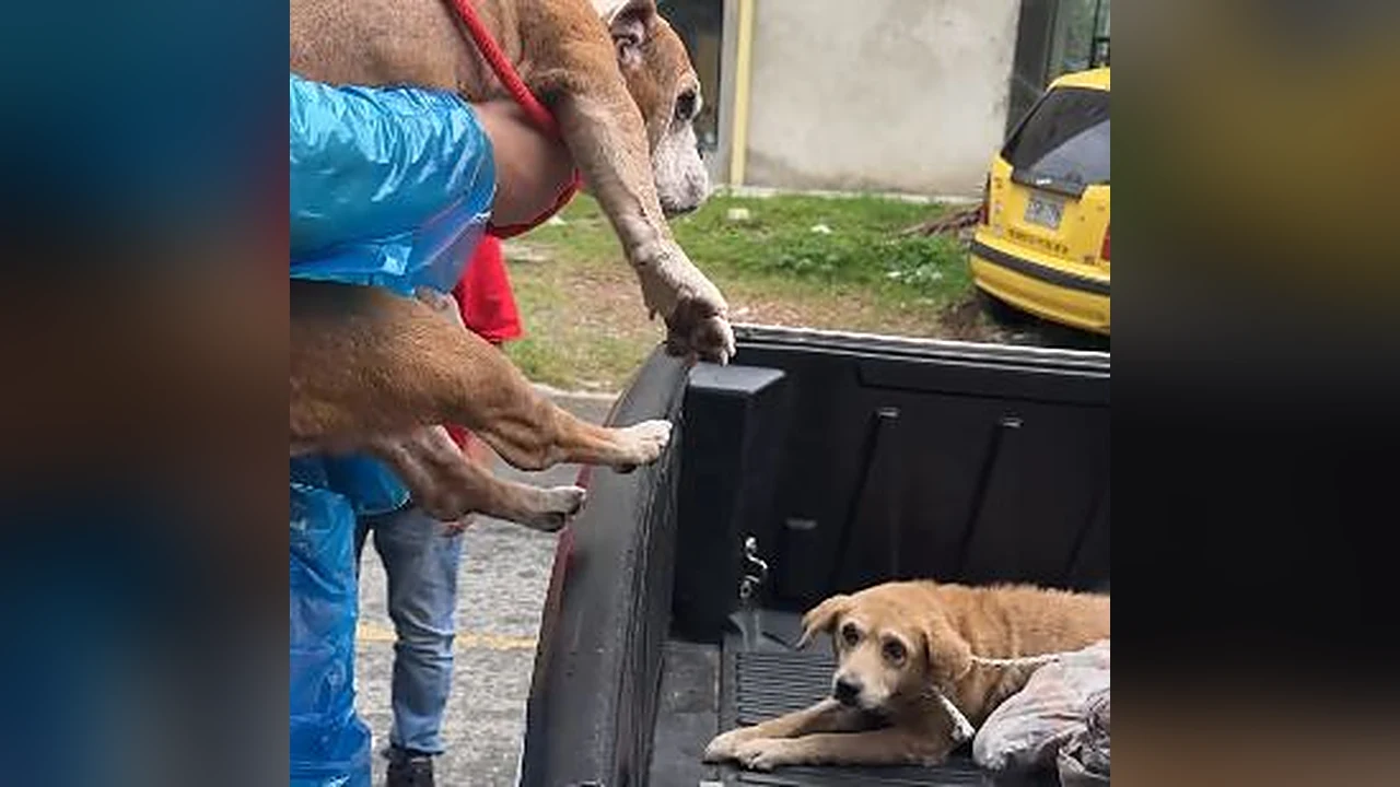 Rescate de caninos por presunto maltrato animal en Colinas del Sur, Itagüí