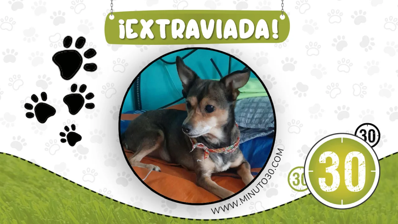 Buscan a ‘Pincher’, perrita sorda que se extravió en el barrio Aranjuez