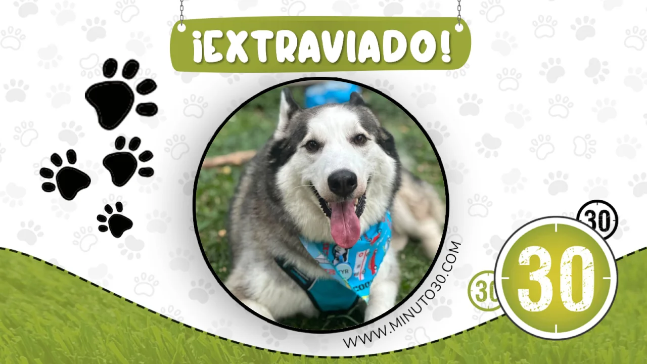 ¿Lo has visto? Tyr se extravió en Medellín y su familia lo busca