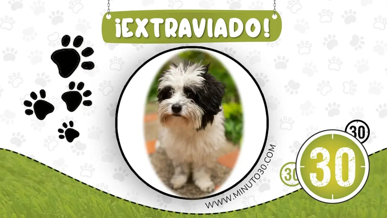 Apolo, perro blanco y negro perdido en Copacabana, en un aviso de búsqueda de Minuto30.