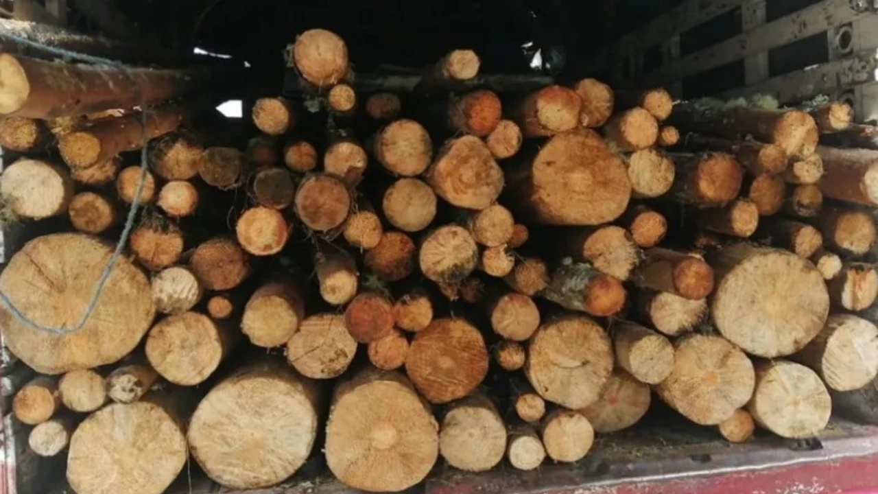 Cargos contra exdirectora de Corpourabá: habría dejado en el limbo la madera decomisada en Urabá