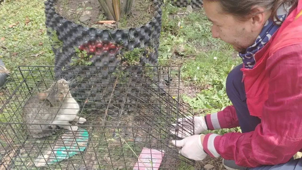 «Cayó en la jaula»: rescatan a la gata preñada de un predio en la localidad de Santa Fe