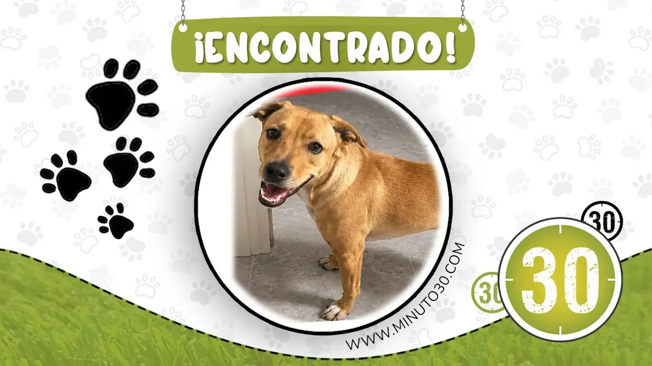 ¡Ayudémoslo a volver a casa! Buscan a la familia de un perro encontrado en el barrio Santa Cruz de Medellín