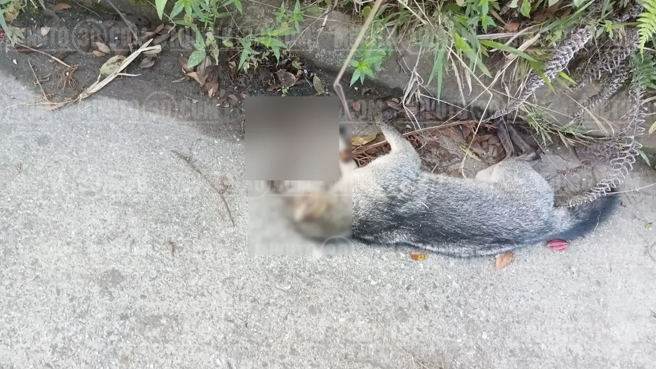 ¿No lo vieron? Zorro perro murió en una vía del Oriente antioqueño