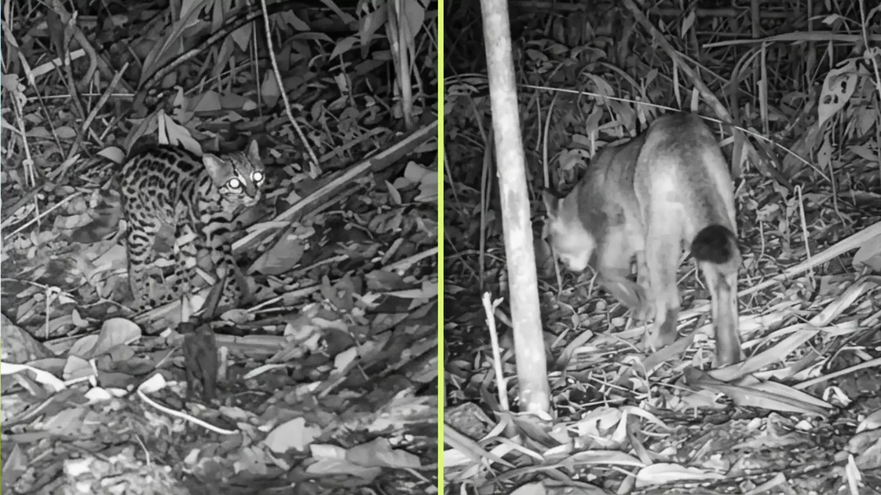 Cámaras trampa registraron a un tigrillo lanudo y a un puma en el área protegida de El Manzanillo, en Itagüí