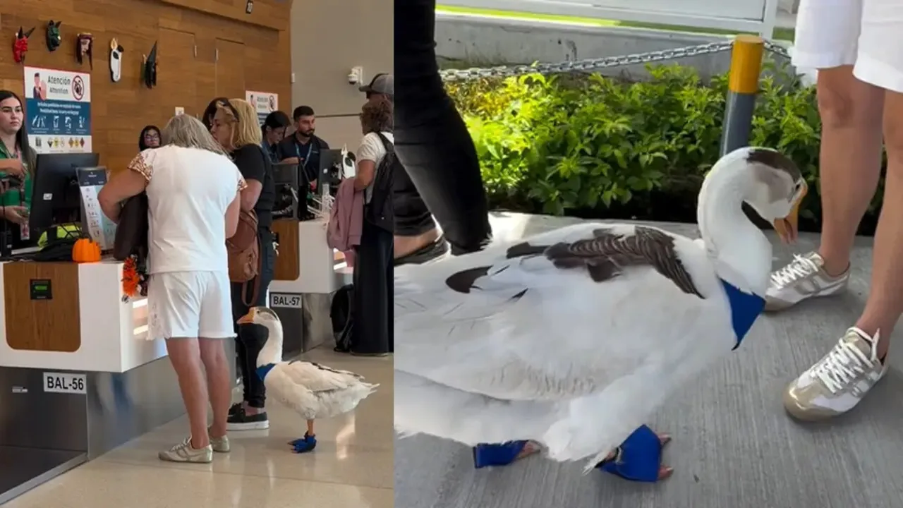 Fifi, la gansa que llegó con zapatos y pañoleta a un aeropuerto de Costa Rica y enamora en redes