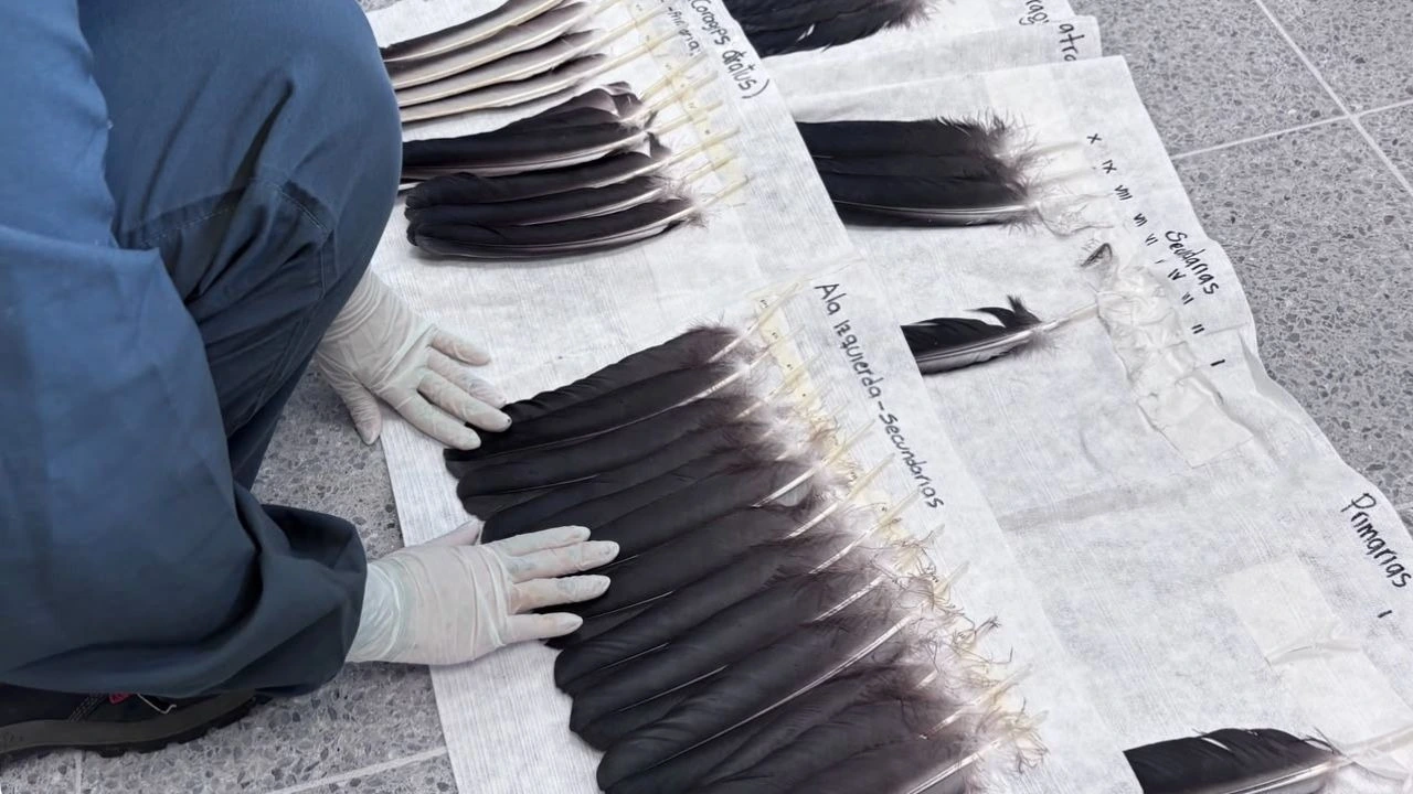 Gallinazo: selección de plumas compatibles para su implante en el CAVR